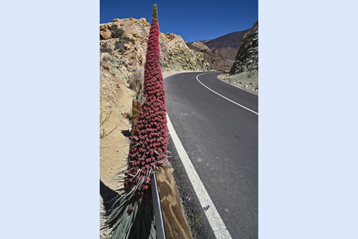 14 maggio Teide